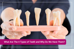 Why Do We Have 2 Sets of Teeth?