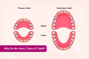 The Anatomy of A Tooth