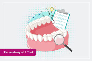 What Are The 4 Types of Teeth and Why Do We Have Them?